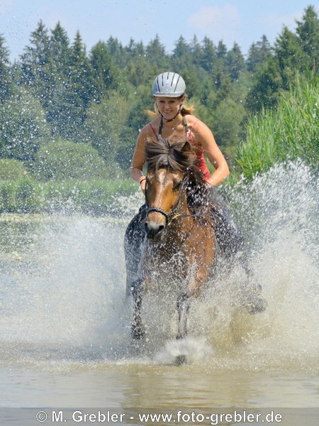Jugendliche Reiterin auf Isländer-Stute galoppiert in einem kleinen See in Bayern 