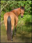 Paso Fino steht in Wasser 