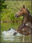 Bayerisches Warmblut im Wasser 