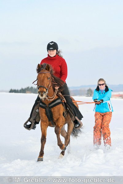 Skijöring mit Paso Fino Pferd 