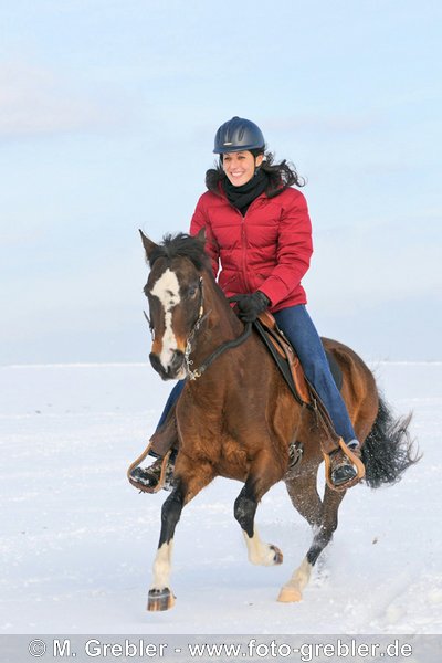 Reiterin im Galopp bei einem Winterausritt auf einer Paso Fino Stute 