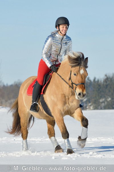 Reiterin auf Fjordpferd-Mix reitet im Schnee, "Weihnachtsfarben rot-silber" 