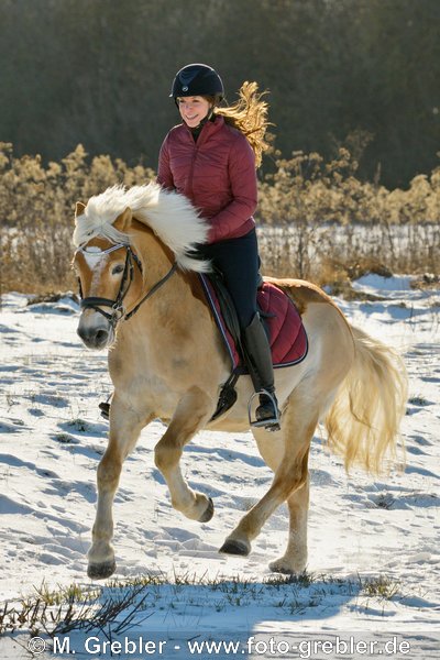 Ausritt im Winter auf geschorenem Haflinger 