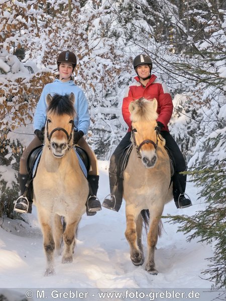 Ausritt auf Norweger (Fjordpferd) im Winterwald 