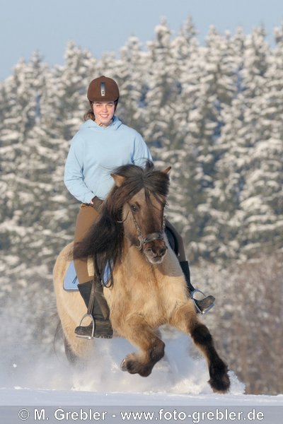 Reiterin auf temperamentvoller Island-Stute beim Galopp im Schnee  