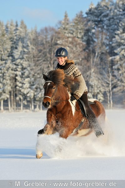 Reiterin galoppiert auf Isländer im Tiefschnee 