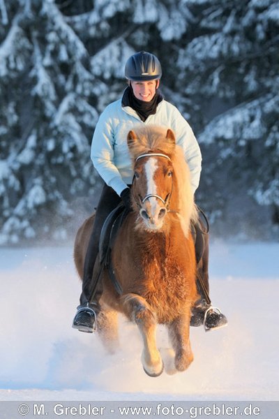 Reiterin auf Isländer galoppiert im Tiefschnee kurz vor Sonnenuntergang 