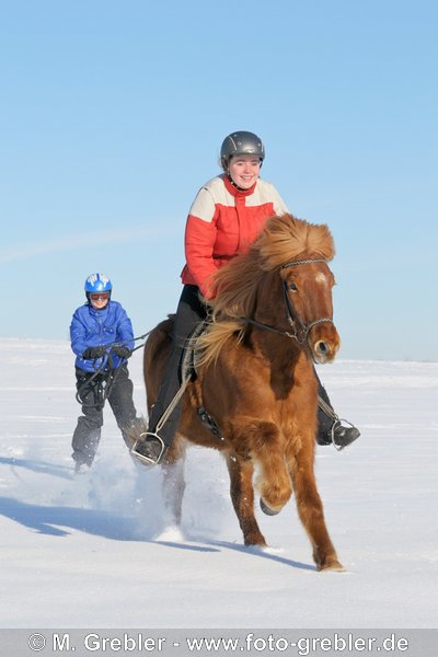 Skijöring mit Islandpferd 