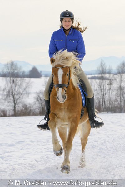 Reiterin auf Haflinger galoppiert im Schnee (Im Hintergrund die Alpen) 