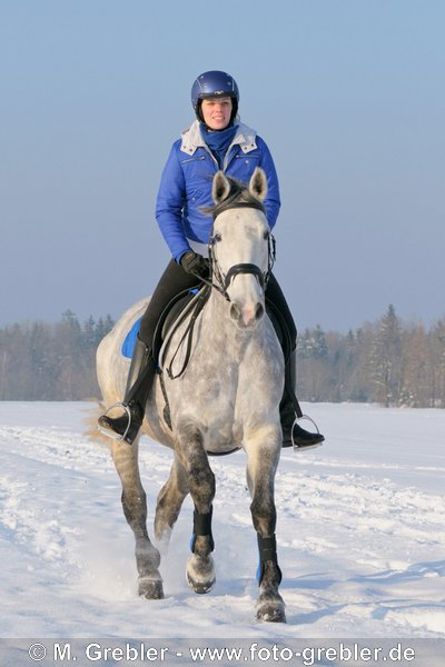 Reiterin im Winter auf einem franz. Reitpferd (Selle Français) 