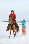 Skijöring mit Paso Fino Pferd 