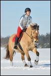 Reiterin auf Fjordpferd-Mix reitet im Schnee, "Weihnachtsfarben rot-silber" 