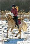 Ausritt im Winter auf geschorenem Haflinger 