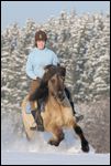 Reiterin auf temperamentvoller Island-Stute beim Galopp im Schnee  