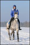 Reiterin im Winter auf einem franz. Reitpferd (Selle Français) 