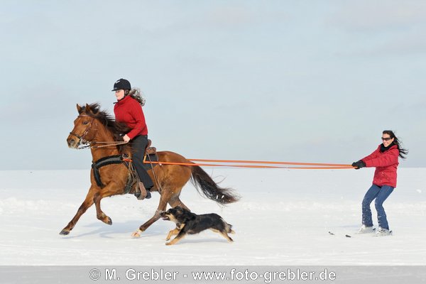 Skijöring mit Paso Fino 