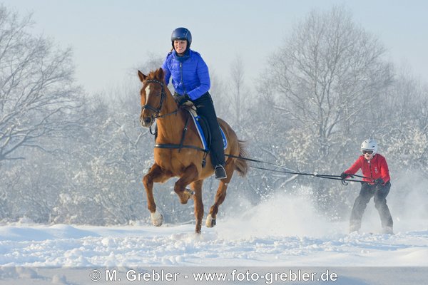 Skijöring mit Trakehner 