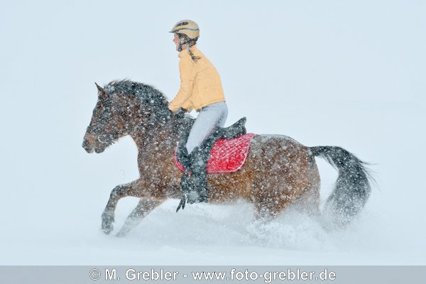 Ausritt bei starkem Schneefall - "Weihnachtsfarben" gold-silber-rot 