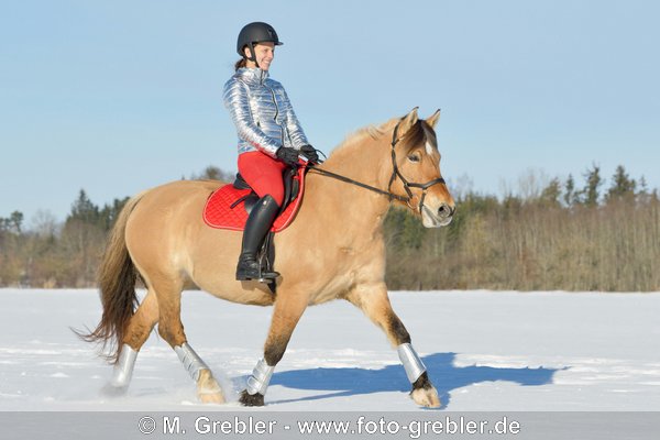 Reiterin auf Fjordpferd-Mix reitet im Schnee, "Weihnachtsfarben rot-silber" 