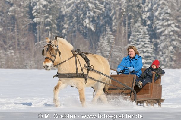 Mutter mit Kind fährt in einem Pferdeschlitten gezogen von Fjordpferd (Norweger)  