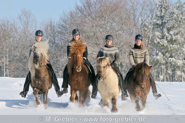 Gruppe von vier jungen Reiterinnen auf Islandpferden bei einem Winterausritt 