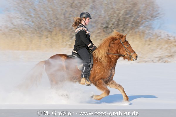 Jugenliche Reiterin auf Islandpferd beim Galopp durch Tiefschnee 