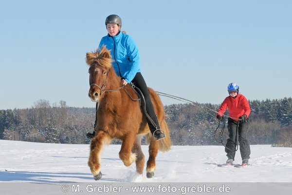 Skijöring mit Islandpferd 