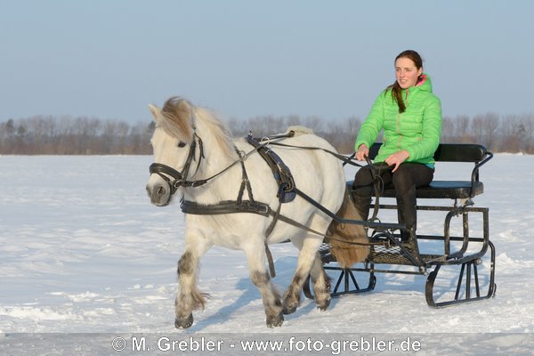 Shetty mit Pferdeschlitten 