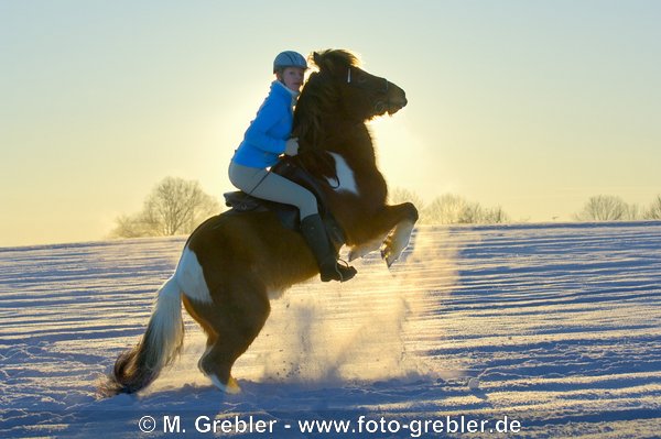 Junge Reiterin auf steigendem Islandpferd bei Sonnenuntergang im Gegenlicht 