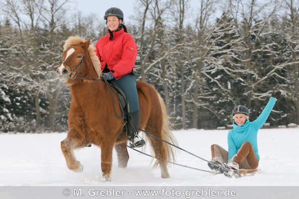 Winterspaß mit Pferden, Isländer zieht Kinderschlitten 