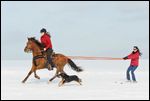 Skijöring mit Paso Fino 