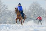 Skijöring mit Trakehner 