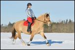 Reiterin auf Fjordpferd-Mix reitet im Schnee, "Weihnachtsfarben rot-silber" 