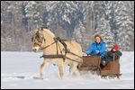 Mutter mit Kind fährt in einem Pferdeschlitten gezogen von Fjordpferd (Norweger)  