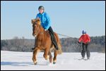 Skijöring mit Islandpferd 