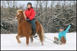 Winterspaß mit Pferden, Isländer zieht Kinderschlitten 