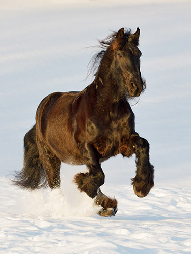 Pferdebilder Pferdefotografie