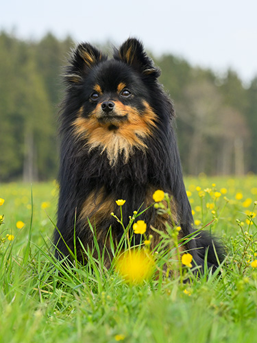 Hundebilder Hundefotografie