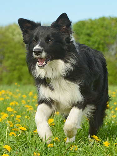 Hundebilder Hundefotografie