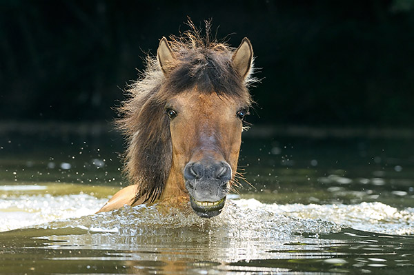 Pferdebilder Pferdefotografie Pferd im Wasser 
