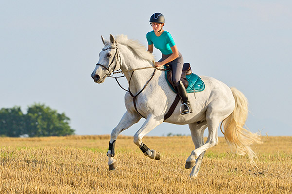 Pferdebilder Pferdefotografie Galopp Stoppelfeld