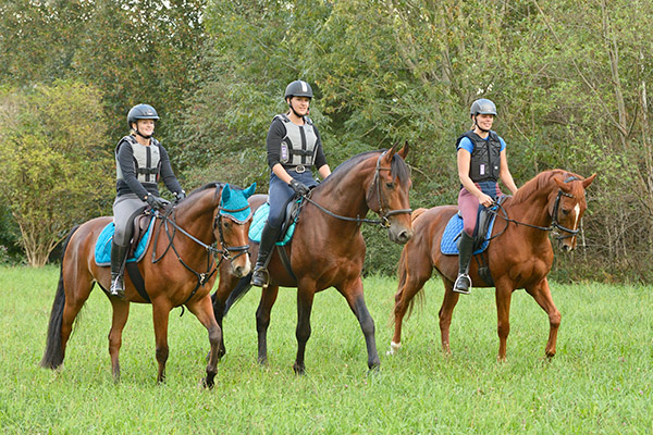 Pferdebilder Pferdefotografie Galopp Stoppelfeld