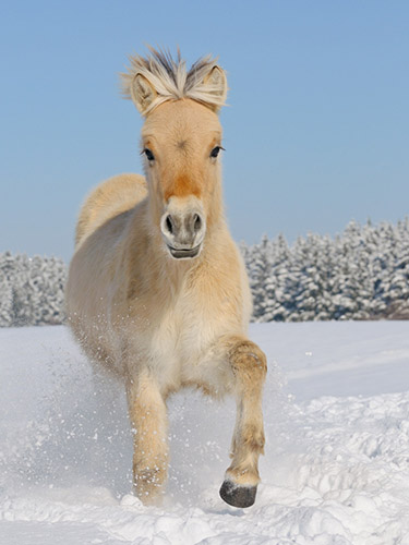 Pferdebilder Pferdefotografie